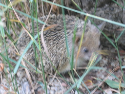 Hedgehog