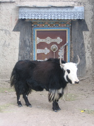 Yak in front of Tibetan Doorway