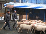 Sacrificial Lambs
